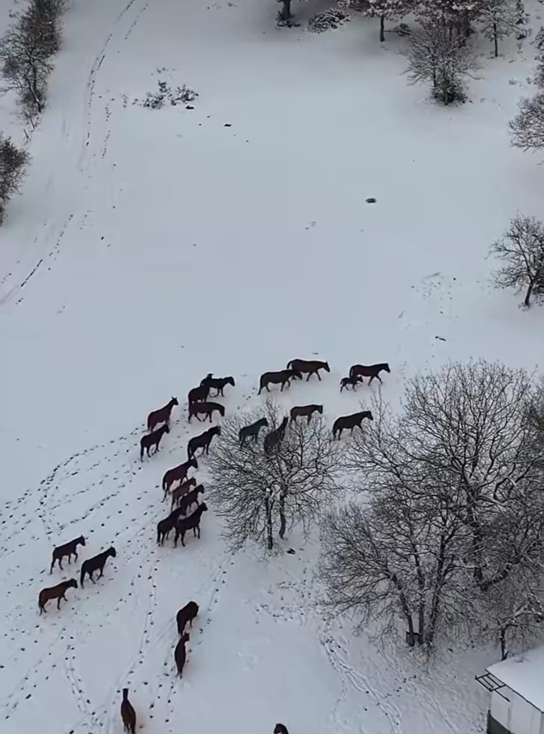 Bolu Belediyesi’nden Yılkı Atlarına Kış Desteği! ❄️
