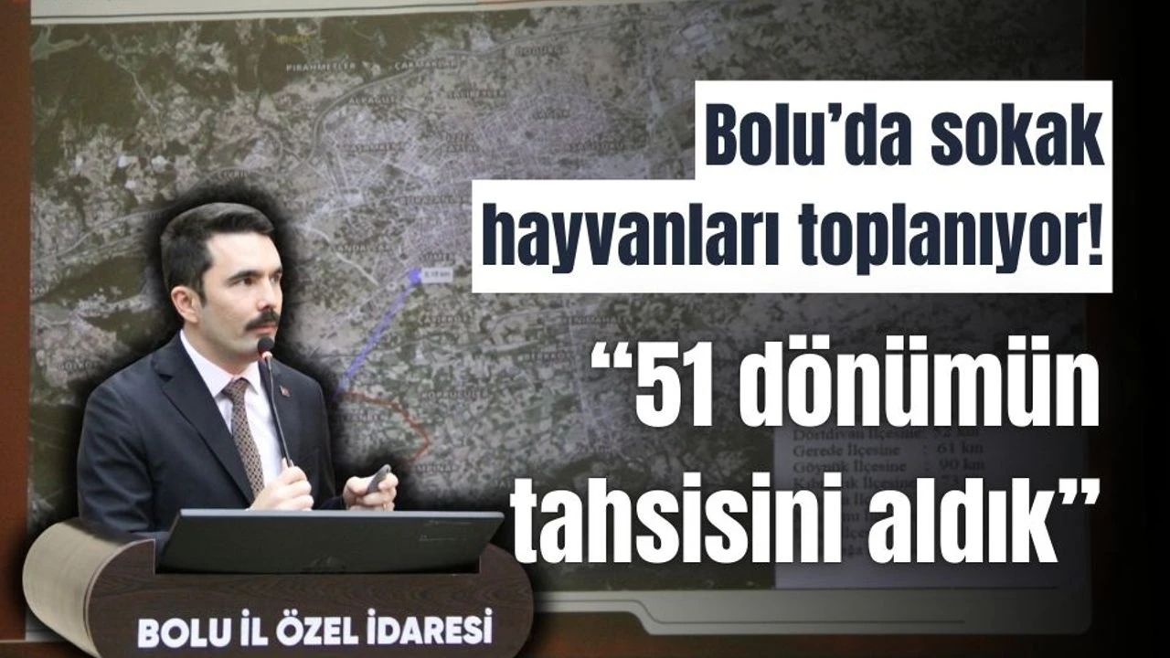 Bolu’da, 51 dönümde sahipsiz hayvan barınağı kuruluyor