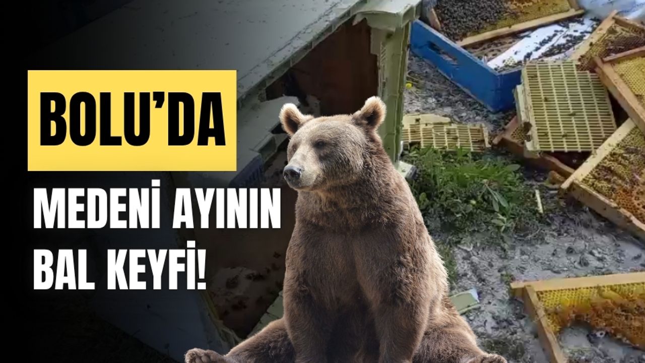 Göynük'te “Medeni ayı”, arıcının kovanını parçaladı