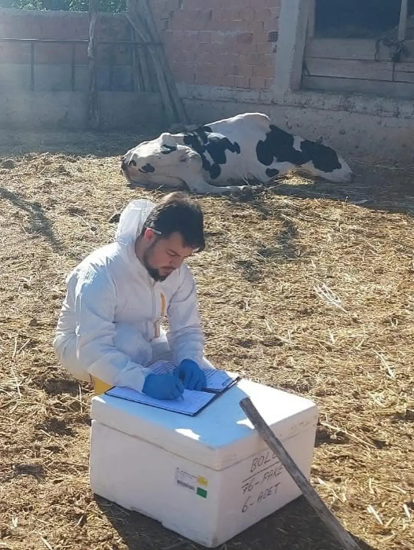 Kanatlıdan bulaşıyor, çok tehlikeli… Büyük ve küçükbaş hayvanları öldürüyor! Acil önlem için düğmeye basıldı… İlçemizde  Botulismus Alarmı!