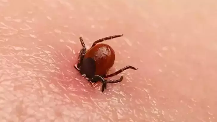 Bolu'da kenenin ısırdığı kadın öldü