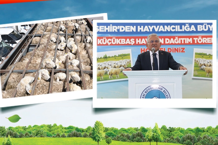Kayseri’de Koyun Projesiyle Büyük Artış